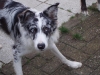 Hoagy