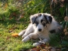 Scout