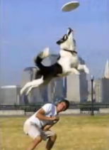 Dog Frisbee - Zak George