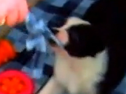 au3Tube - Laddie the laid-back puppy