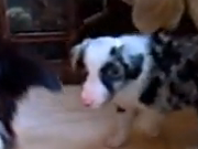 au3Tube - Cool Puppy Trip