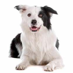 geldrop-collie-8-aug-690-medium