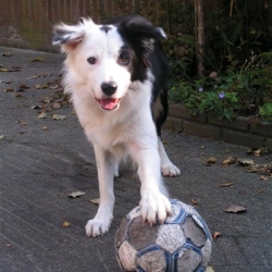 voetballer-in-de-dop