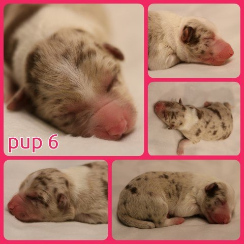 PhotoCollage_1671830954782-Small