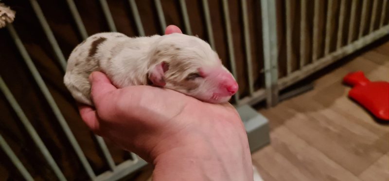 WhatsApp-Image-2022-12-22-at-21.16.24