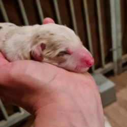 WhatsApp-Image-2022-12-22-at-21.16.24 WhatsApp-Image-2022-12-22-at-21.16.24