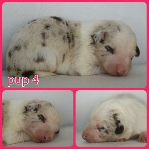 PhotoCollage_1672328036597-Small