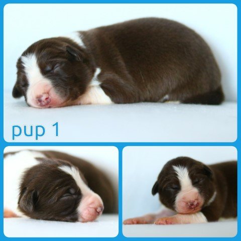 PhotoCollage_1672331807795-Small