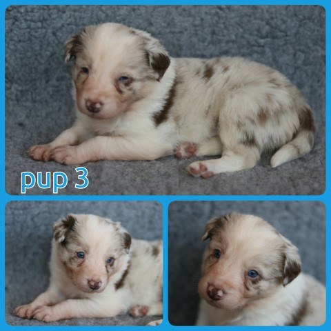 PhotoCollage_1674139271835-Small