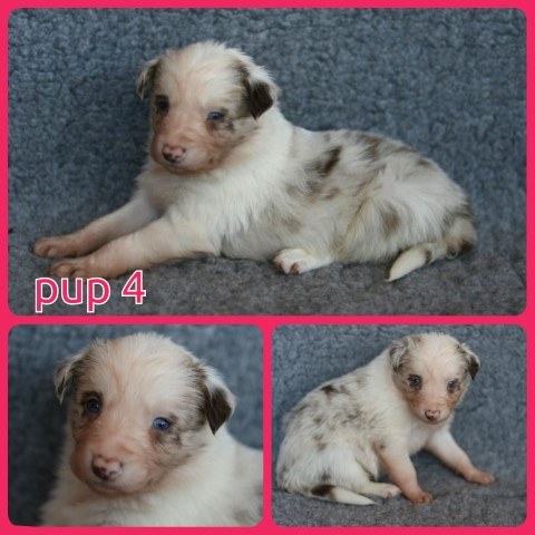 PhotoCollage_1674141102591-Small