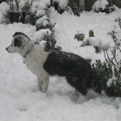 bliss_sneeuw