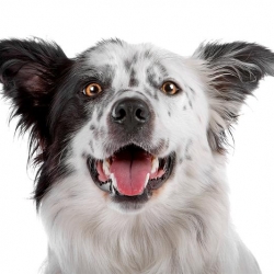 geldrop-collie-8-aug-620-medium