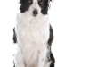 geldrop-collie-8-aug-151-medium