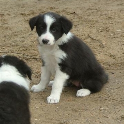 Chebby_2006-03-05_16.06.42