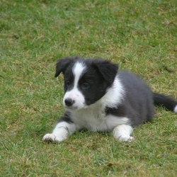 Chebby_2006-03-10_09.17.06