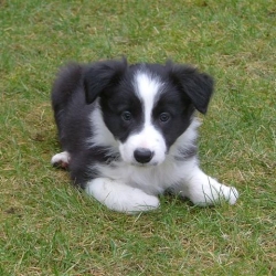 Chebby_2006-03-10_09.49.20