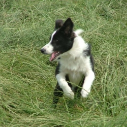 Chebby_2006-07-09_01.28.18