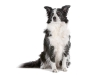 geldrop-collie-8-aug-203-medium