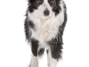 geldrop-collie-8-aug-207-medium