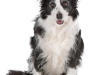 geldrop-collie-8-aug-208-medium