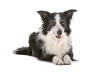 geldrop-collie-8-aug-209-medium