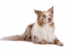 geldrop-collie-8-aug-053-medium