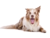 geldrop-collie-8-aug-056-medium