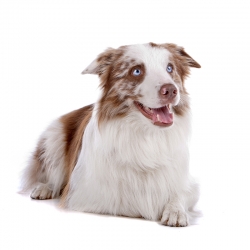 geldrop-collie-8-aug-022
