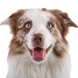 geldrop-collie-8-aug-024