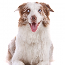 geldrop-collie-8-aug-039
