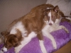 kopie_van_lucky_en_storm