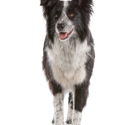 geldrop-collie-8-aug-648