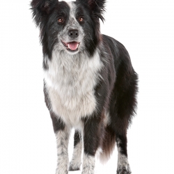 geldrop-collie-8-aug-652