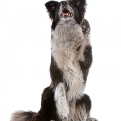 geldrop-collie-8-aug-658