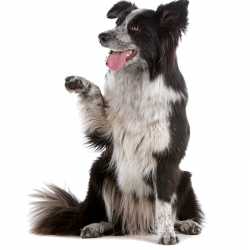 geldrop-collie-8-aug-660