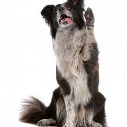 geldrop-collie-8-aug-661