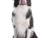geldrop-collie-8-aug-103-medium