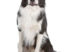 geldrop-collie-8-aug-105-medium