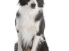 geldrop-collie-8-aug-111-medium