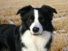 kopie_van_mitch_2_-_november_2008