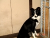 pitt010_medium