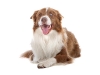 geldrop-collie-8-aug-257-medium
