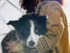 tuskie_3_medium