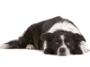 geldrop-collie-8-aug-196-medium
