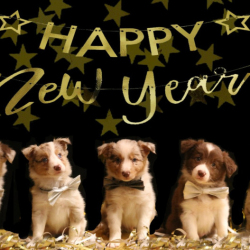 happy-allemaal-Gemiddeld