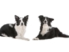 geldrop-collie-8-aug-112-medium