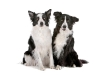 geldrop-collie-8-aug-116-medium