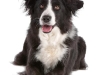 geldrop-collie-8-aug-138-medium