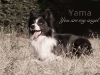 yama3