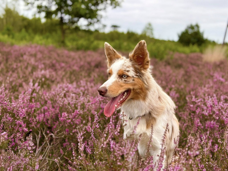 580803967_25120772547578827_7275187507645707377_n-Gemiddeld